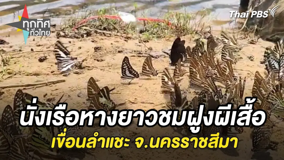 นั่งเรือหางยาวชมฝูงผีเสื้อเขื่อนลำแชะ จ.นครราชสีมา