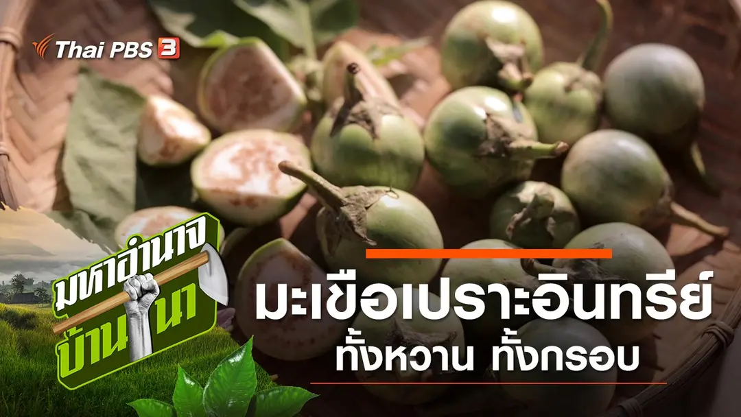 มะเขือเปราะ