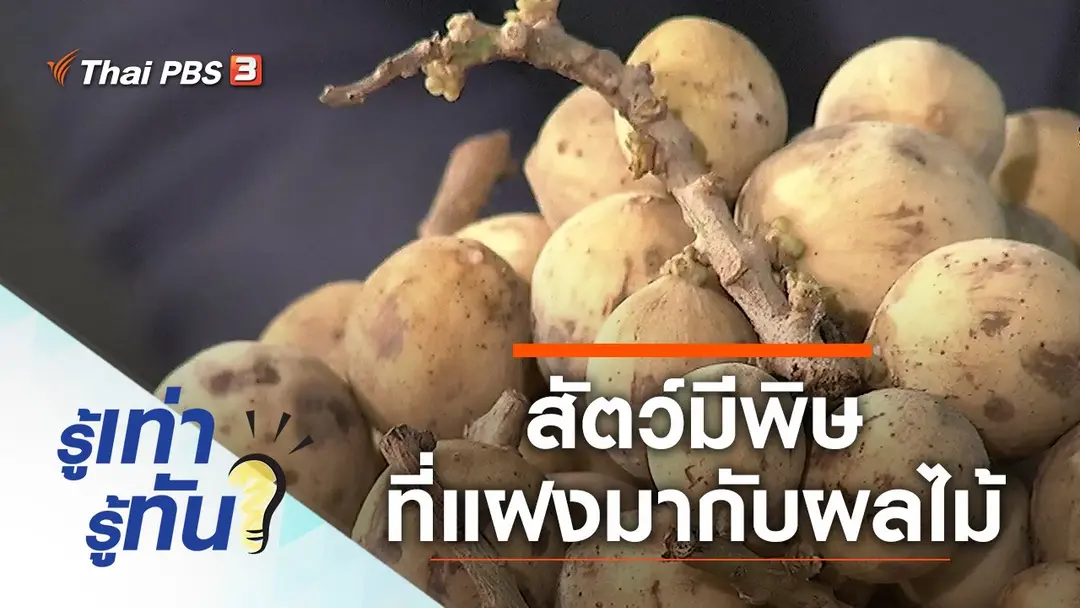 สัตว์มีพิษที่แฝงมากับผลไม้