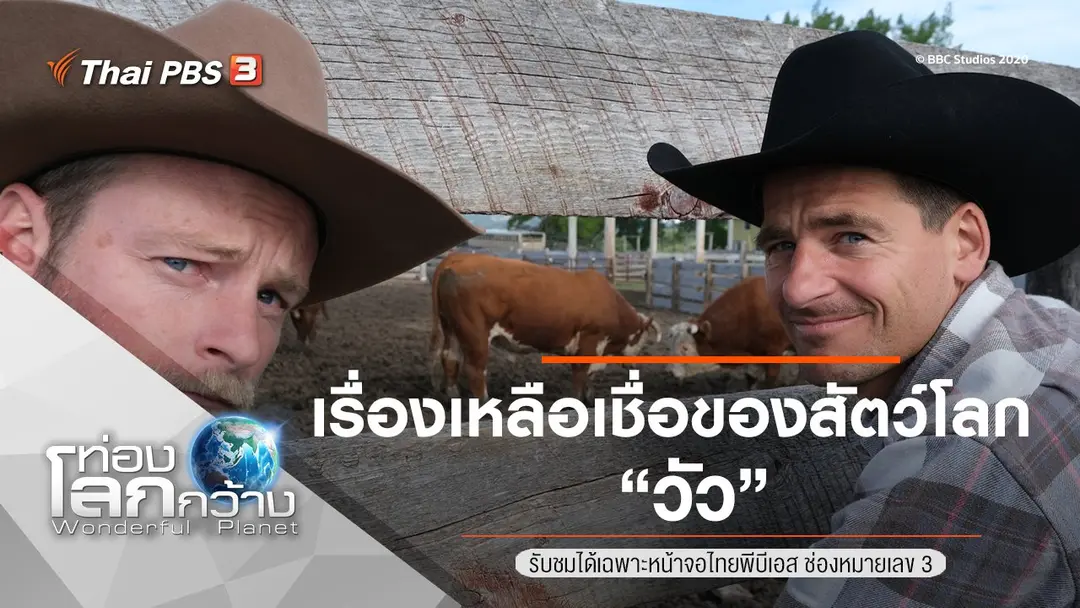 เรื่องเหลือเชื่อของสัตว์โลก ตอน วัว